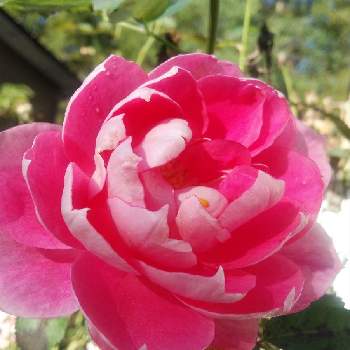 庭の薔薇の画像 by Yamayuriさん | 小さな庭とガーデニングと庭の薔薇とおうち園芸