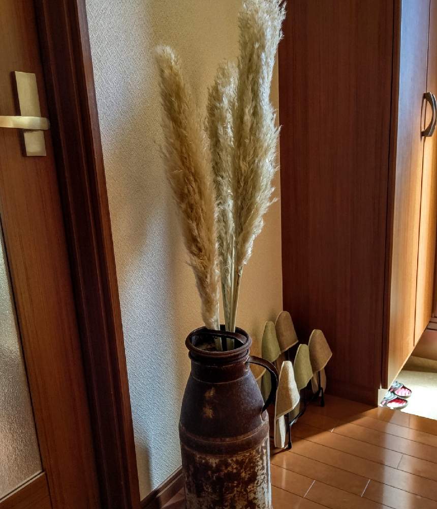 パンパスグラス の投稿画像 By Ivory さん 植物のある暮らしとドライフラワーとグリーンのある暮らしとドライフラワーのある暮らしと緑のある暮らしとミルク缶とガーデニングと花のある暮らし 月10月25日 Greensnap グリーンスナップ