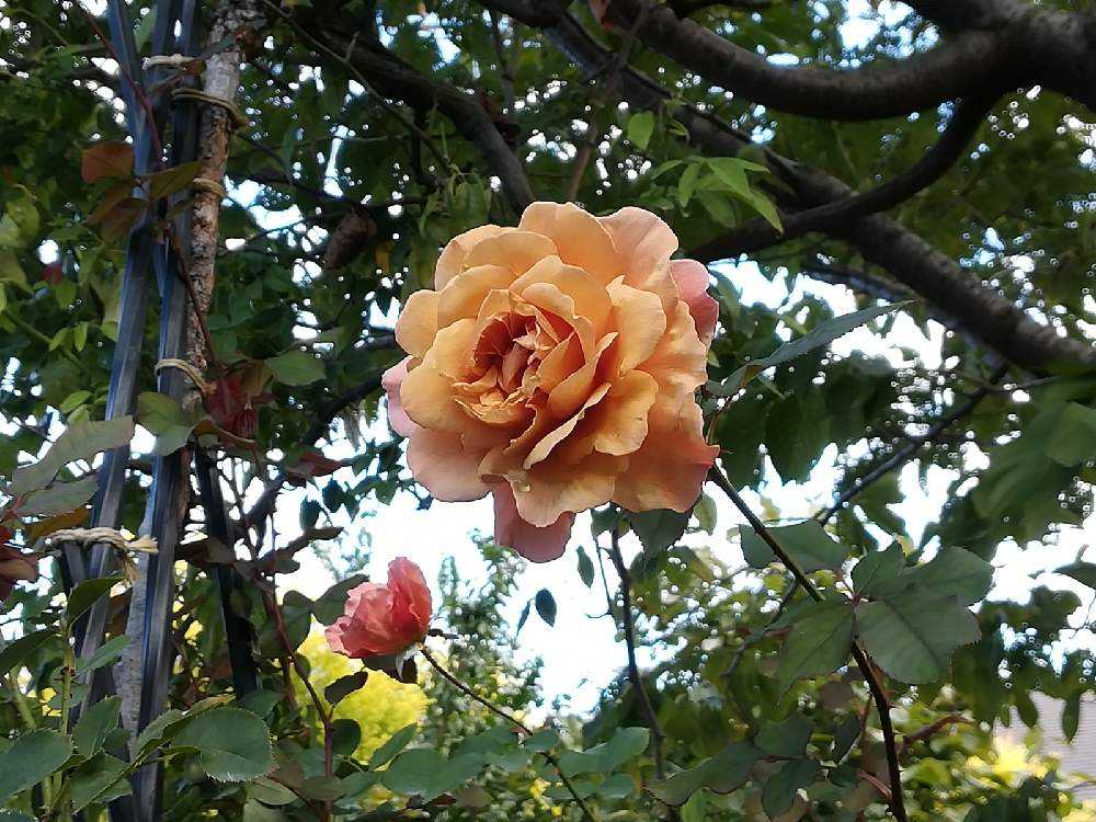 横浜イングリッシュガーデンの秋薔薇｜🍀GreenSnap（グリーン