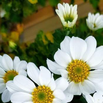 ヒナギク❈の画像 by CHACHAさん | お出かけ先と⊂(´･◡･⊂ )∘˚˳°とヒナギク❈と白い花***といいね！と可愛いぃ〜！！♥