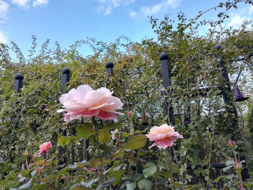 横浜イングリッシュガーデンの秋薔薇｜🍀GreenSnap（グリーン