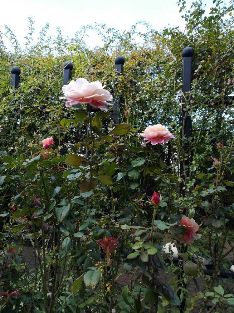 横浜イングリッシュガーデンの秋薔薇｜🍀GreenSnap（グリーンスナップ）