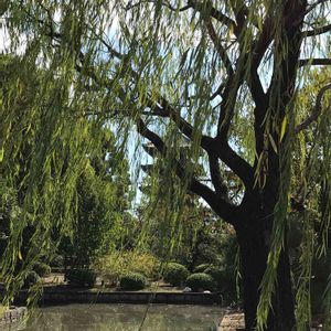 シダレヤナギ,京都散歩,東寺 五重塔の画像