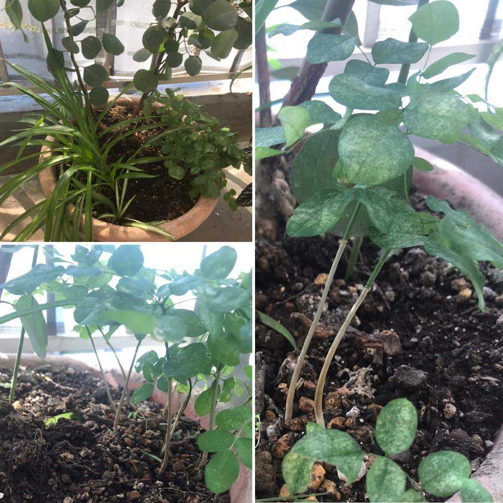 エンジュ（槐）Japanese Pagoda Tree｜🍀GreenSnap（グリーンスナップ）
