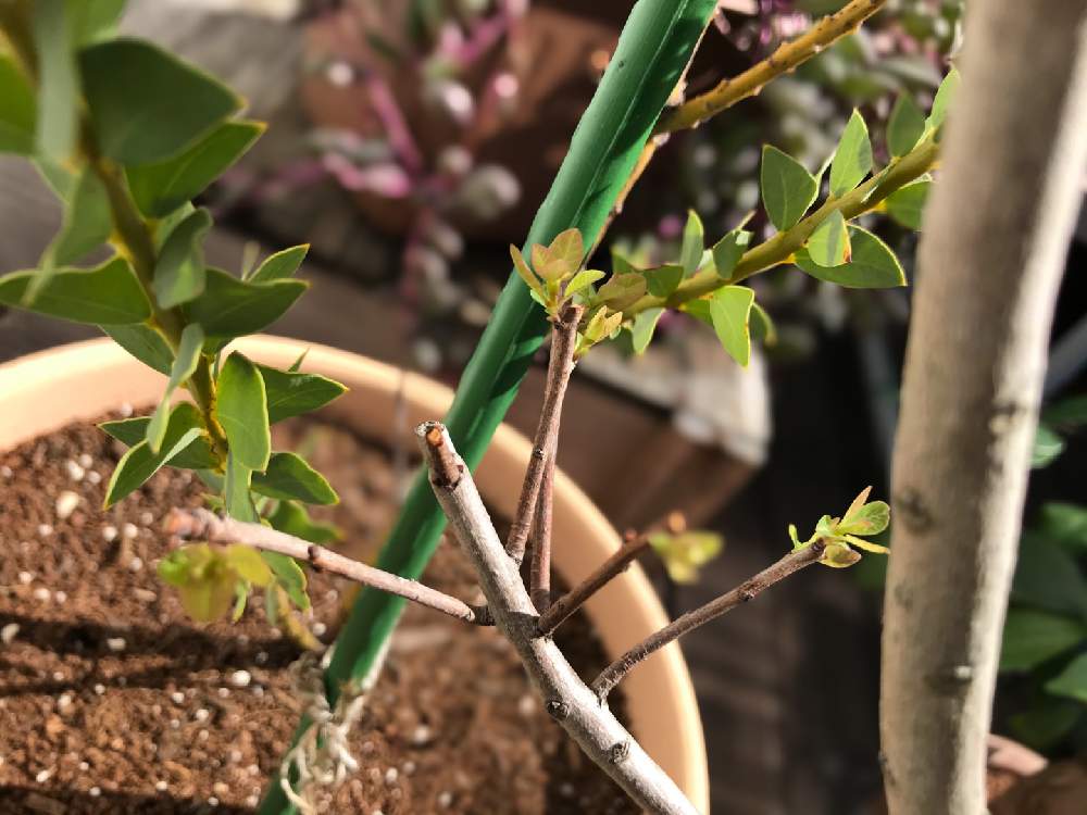 スモーク ツリーの 新芽の投稿画像 By Yo さん もふもふとスモークツリー と植物のある風景と鉢植えと可愛いと花のある暮らしとスモークツリー鉢植え 月10月25日 Greensnap グリーンスナップ