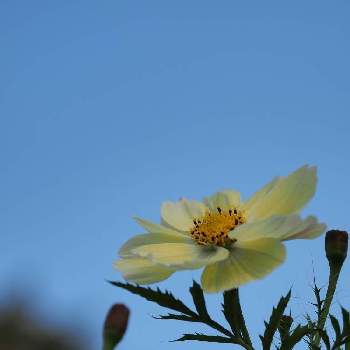フリューブルーの画像 by 羽花さん | お出かけ先とコスモスと昭和記念公園とフリューブルーと花散歩と黄色い花とOLYMPUSとミラーレス一眼