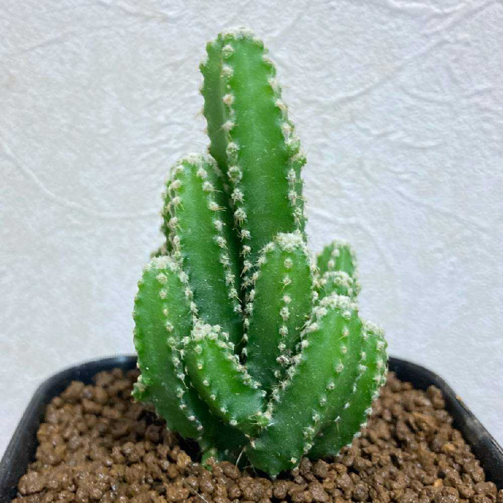 セレウス ペルヴィアヌスの投稿画像 By ねこさん セレウスとサボテン科とサボテン とダイソーとセレウス属とおうち園芸とセレウス ペルヴィアナスと ダイソーサボテンとdaisoとダイソー出身とダイソー産とdaiso産とケレウス属 月10月25日 Greensnap グリーン