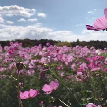 モリコロパークの画像 by うーたんさん | お出かけ先とコスモスとコスモス　ビッキーコンパクトとコスモス畑とピンクのお花とモリコロパーク