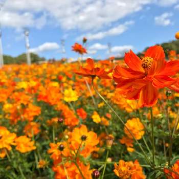 モリコロパークの画像 by うーたんさん | お出かけ先とキバナコスモスと秋のお花とコスモス畑と コスモスとオレンジの花とモリコロパーク