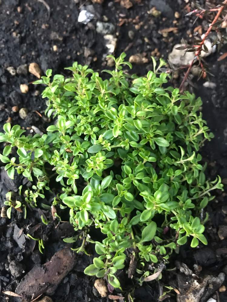 タイム レモンキングの投稿画像 By 3000さん ハーブと庭木と花木とおうち園芸 月10月25日 Greensnap グリーンスナップ