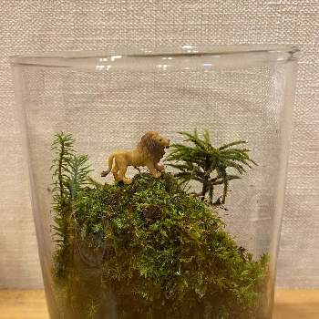 レッドライオンの画像 by サンタ229さん | インテリアと苔(コケ)と苔(こけ)とレッドライオンとモスグリーンと苔テラリウムとインテリアグリーンとグリーン
