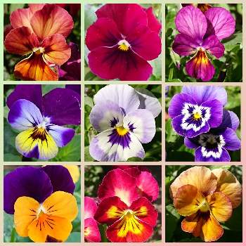 百花繚乱の投稿画像一覧 Greensnap グリーンスナップ