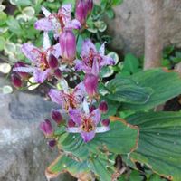 ホトトギスの画像