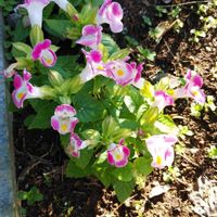 トレニアの画像