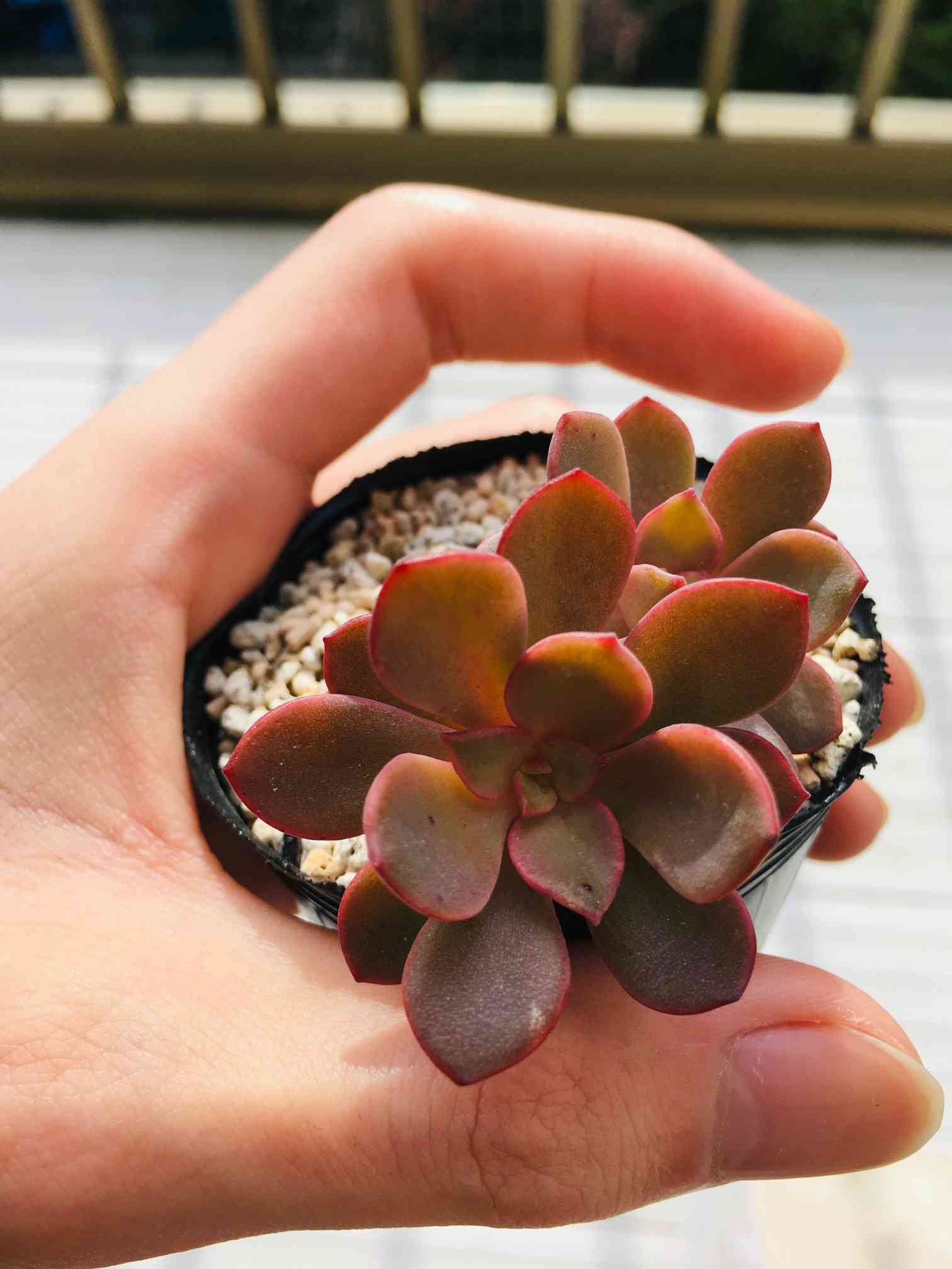 専用 多肉植物 摘芯株 ノーブルレッド錦 抜き苗 専用 多肉植物 摘芯株