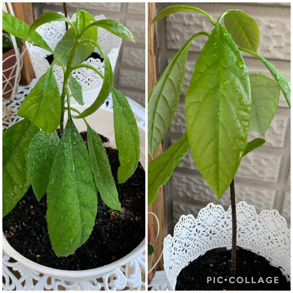 アボカドの投稿画像 By こっちゃんさん ガーデニングと種からとhb101とガーデニングと種からとhb101 月10月25日 Greensnap グリーンスナップ Greensnap グリーンスナップ