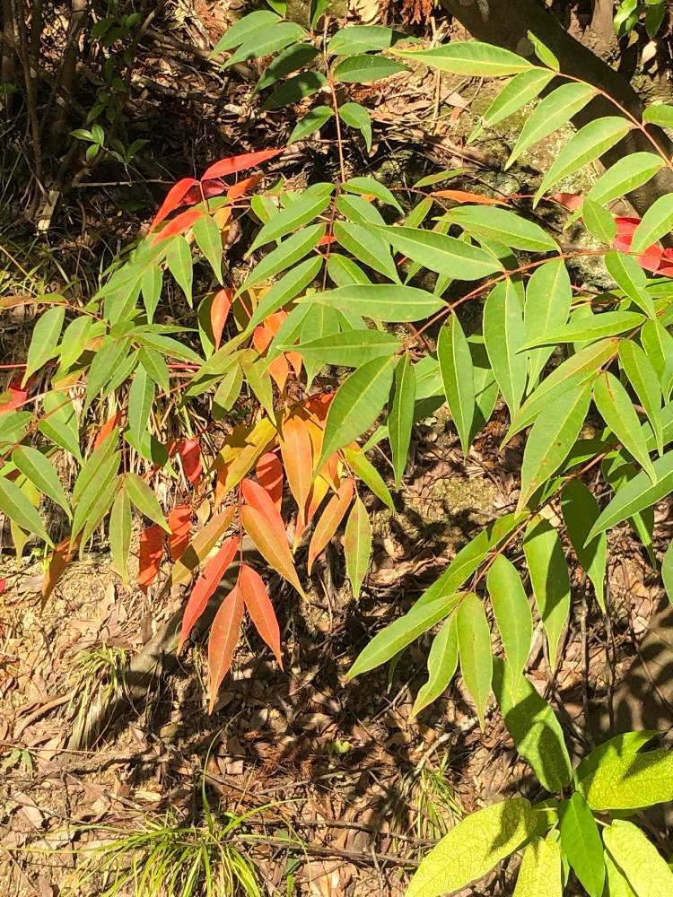 ハゼの投稿画像 By Appupさん 琉球ハゼと道端でと秋らしい と農園ガーデン空にて 月10月25日 Greensnap グリーンスナップ