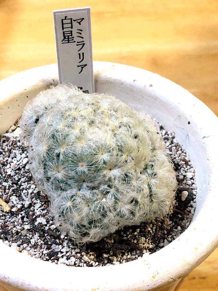 多肉植物の投稿画像 By ウシヲ さん マミラリア プルモサと観葉植物とマミラリアと植え替えとおうち園芸とマミラリア 白星とミニ観葉と サボテン と多肉女子と多肉植物とサボテンとマミラリア属とマミラリア白星 とlove Greenと観葉植物のある暮らしとプルモサ 白星