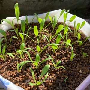 ほうれん草,タネ,成長中,冬野菜,種から育てるの画像