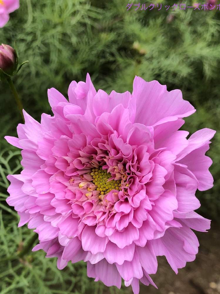 お出かけ先の投稿画像 By ノンさん コスモス とコスモス ダブルクリックと コスモス大好きとコスモス ローズボンボンと可愛いピンク色 とコスモス と コスモス ダブルクリックと コスモス大好きとコスモス ローズボンボンと可愛いピンク色 月10月26日