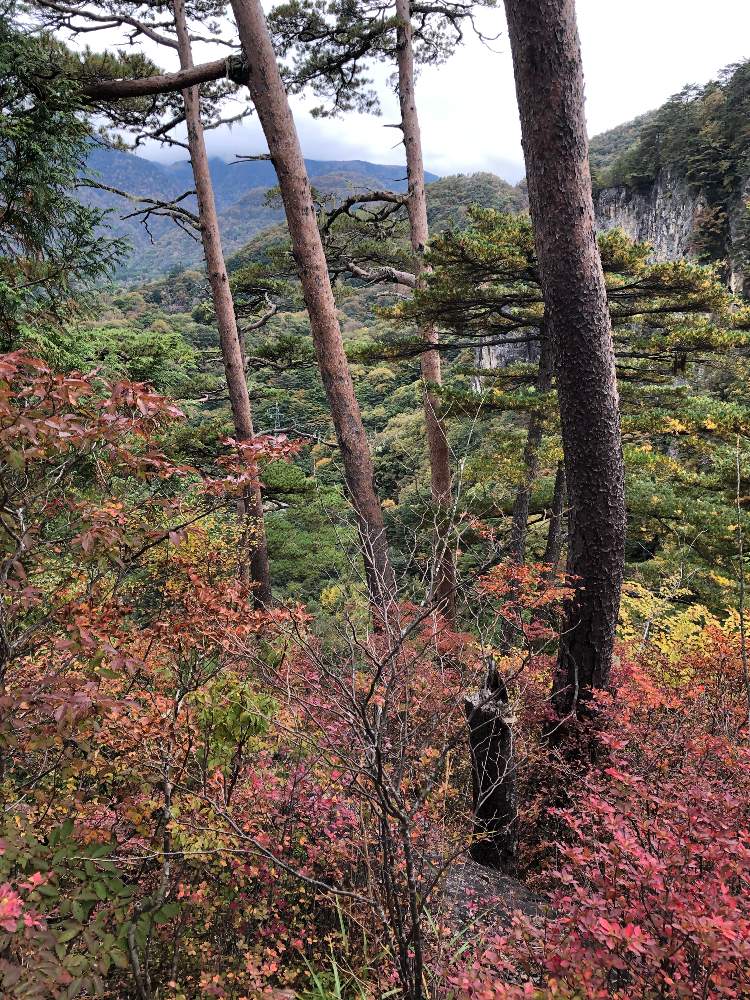 瀬戸合峡の赤松と紅葉の投稿画像 By はなとしさん ラッキーの創造とgs映えと輝く木々と元気の源とまばゆい輝きとチャンス到来と魅惑の赤 月10月26日 Greensnap グリーンスナップ