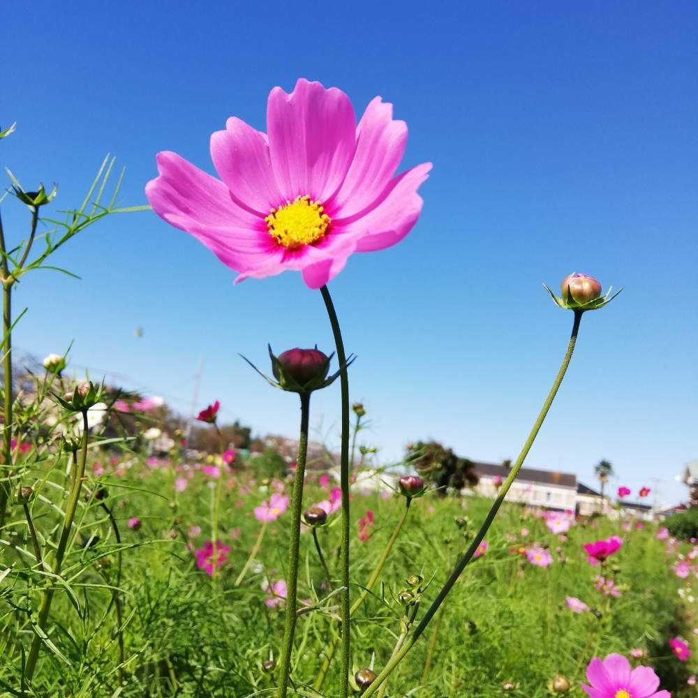 コスモスの投稿画像 By リリーさん 癒やされると春日部とおはよう と優しい花と花のある暮らしとお出かけ先と癒やされると春日部とおはよう と優しい花と花のある暮らし 月10月26日 Greensnap グリーンスナップ Greensnap グリーンスナップ