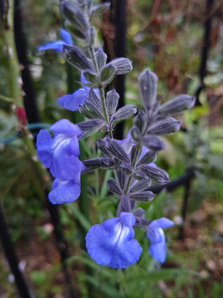 小さな庭の投稿画像 By みこたんガーデンさん ブルーサルビア と青い花とおうち園芸と元気もらえると素敵な色合いと可愛い と花のある暮らしと庭の宿根草 とブルーサルビア と青い花とおうち園芸と元気もらえると素敵な色合いと可愛い と花のある暮らしと庭の