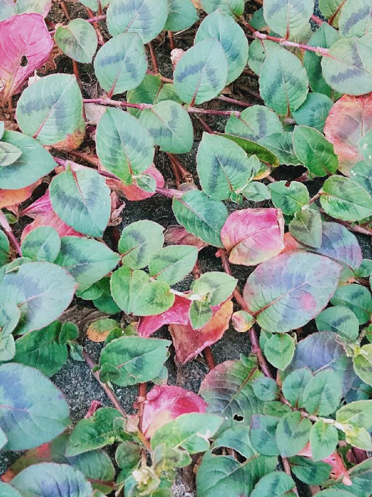ヒメツルソバの投稿画像 By Ohmasaさん 金平糖に似る花と薄むらさき紅色と草もみじ ｱﾘ 月10月26日 Greensnap グリーンスナップ