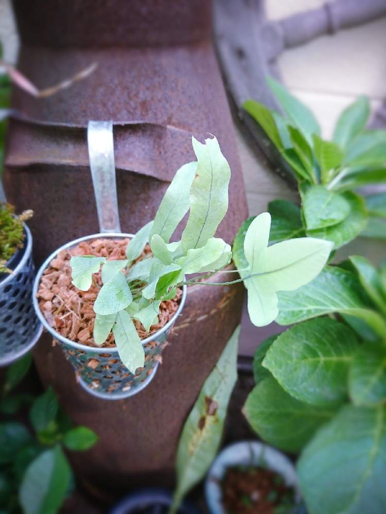 フレボディウム ブルースターの投稿画像 By Taya S Lab さん たやﾌﾚﾎﾞﾃﾞｨｳﾑ とブルー系とカラーリーフと株分け と青色植物とシダ植物のある暮らしとブリキ鉢と引っ掛け鉢とブルーカラーとシダ植物とブルーの葉とシダ植物大好きと たやﾌﾚﾎﾞﾃﾞｨｳﾑ2 月10月26日