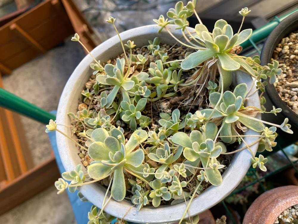 斑入り子持ち蓮華の投稿画像 By あちゃもさん 多肉植物と植物のある暮らしと熊本と多肉植物のある暮らしと多肉女子とgreen Up 月10月26日 Greensnap グリーンスナップ