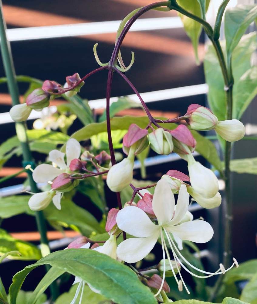 クラリンドウの投稿画像 By くぅちゃん さん クラリンドウの白い花とクラリンドウ とクラリンドウの白い花とクラリンドウ 月10月26日 Greensnap グリーンスナップ Greensnap グリーンスナップ