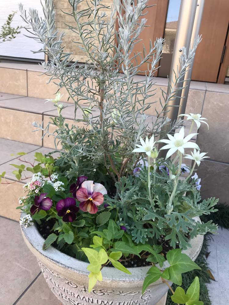 ビオラの投稿画像 By ケセラセラさん エレモフィラ ニベアとフランネルフラワー エンジェルスターとアリッサムとヘデラピュアフレンチと寄せ植えと白い花と秋の花と花のある暮らし 月10月26日 Greensnap グリーンスナップ