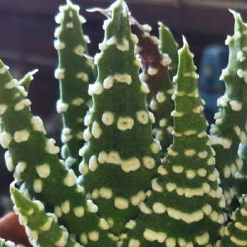 冬の星座ドーナツの投稿画像一覧 Greensnap グリーンスナップ