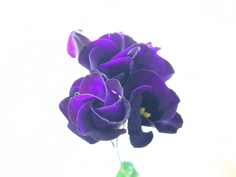 トルコキキョウの投稿画像 By Tomoさん 切り花と花のある暮らしとむらさき 月10月26日 Greensnap グリーンスナップ