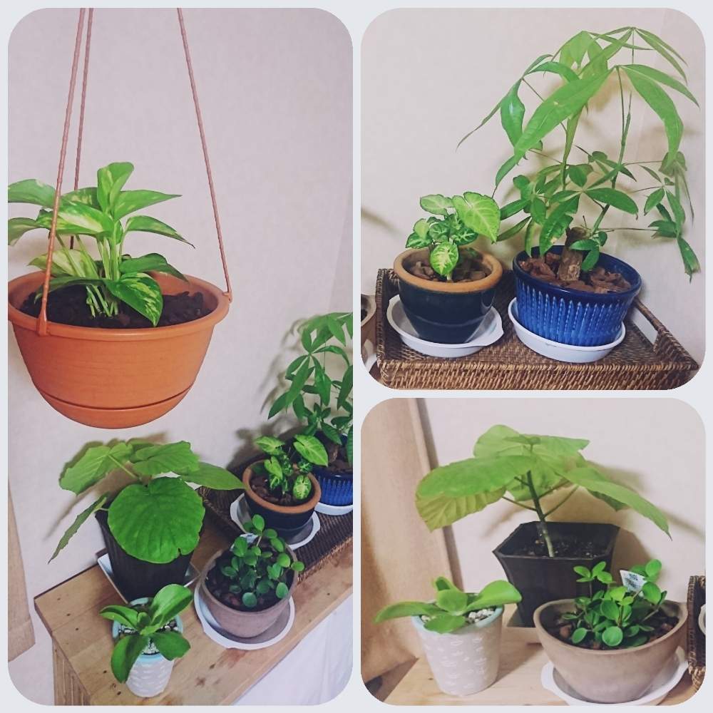 シンゴニウムの投稿画像 By Kaeruさん パキラとポトスとペペロミアとウンベラータとエケベリア パリダ 月10月26日 Greensnap グリーンスナップ