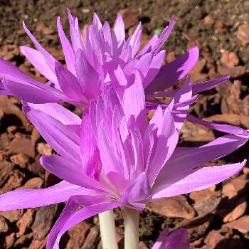 コルチカム イヌサフラン の育て方 植え付け時期や球根の増やし方は Greensnap グリーンスナップ