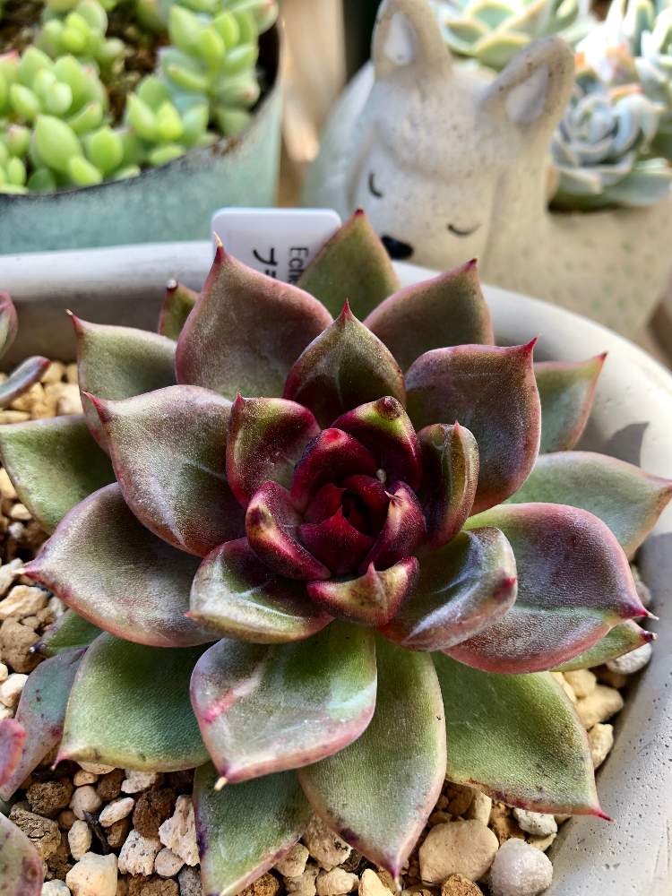 ブラッディマリアの投稿画像 By みーたんさん 多肉植物とガーデニング初級者と紅葉する多肉と多肉植物のある暮らしとエケベリア女子とエケベリア 属と多肉女子とたにくにくにくとタニラーとブラッディマリア と可愛いと多肉植物好きと多肉事とmii ブラッディマリアと