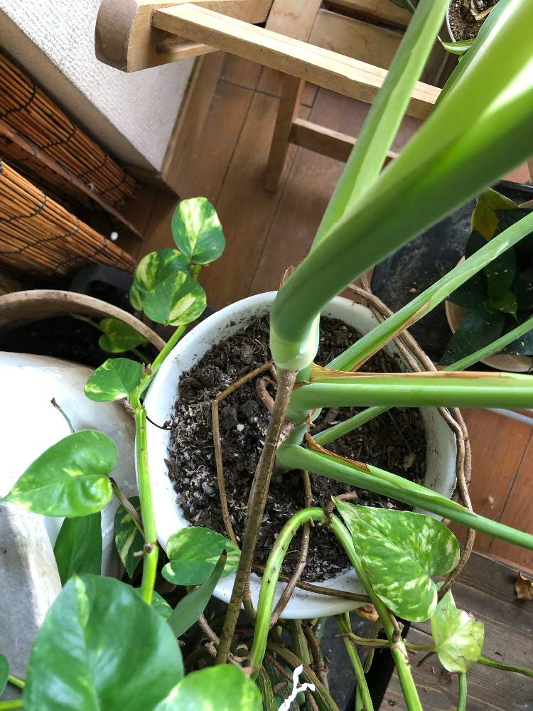 ポトスの投稿画像 By Greenthumbさん モンステラと観葉植物と気根とおうち園芸とベランダーと南西向きベランダ 月10月26日 Greensnap グリーンスナップ