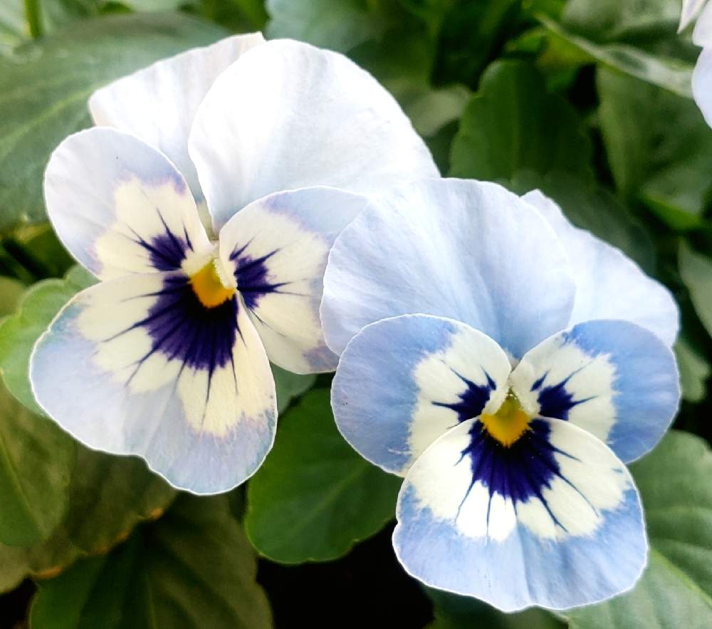 ビオラの投稿画像 By アヤビーさん 小さな庭と水色の花とビオラ パンジー と庭の花と可愛い花と植物とおうち園芸と今日のお花と鉢花ときれいな色と鉢植えと花のある暮らしとお花とかわいい花と水色の花とビオラ パンジーと庭の花と可愛い花と植物とおうち園芸と今日の
