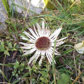 チャボアザミ Silberdistelの投稿画像一覧 Greensnap グリーンスナップ