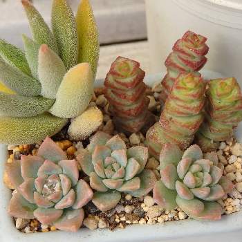 多肉とみどりのマルシェ なばなの里の投稿画像一覧 Greensnap グリーンスナップ