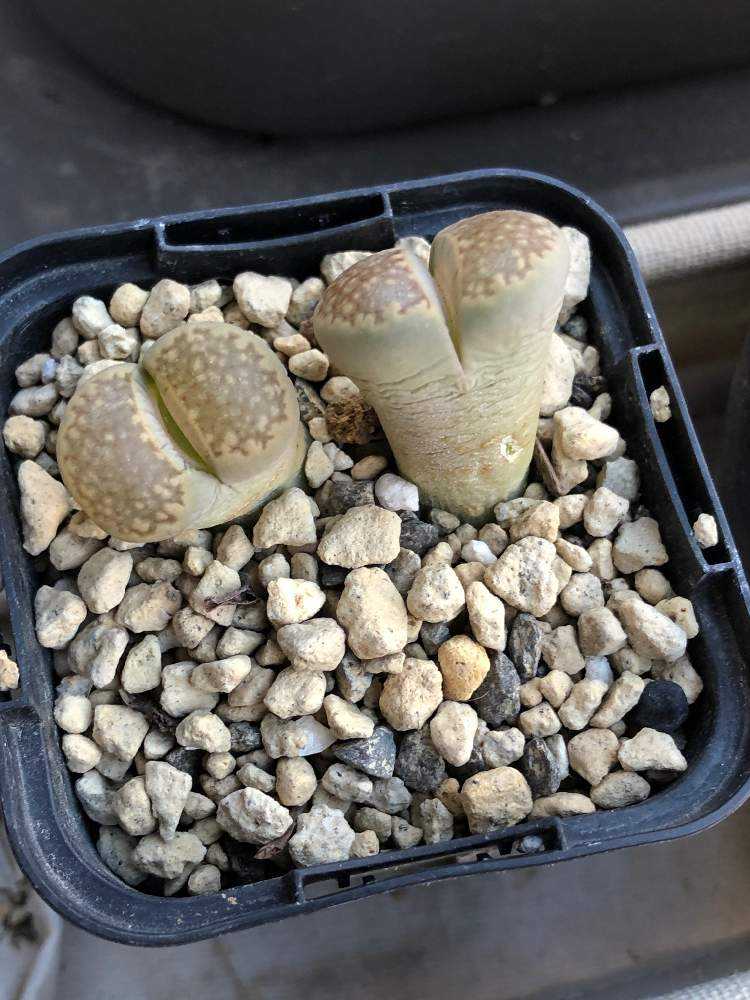 植え替えたリトープスが Greensnap グリーンスナップ