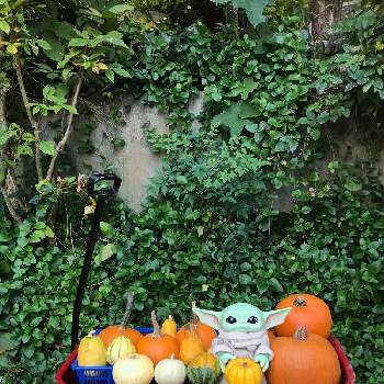 パンプキンの画像 by Nontanさん | 小さな庭とハロウィンとパンプキンとハロウィンかぼちゃとラジオフライヤー