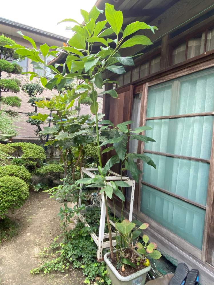 アボカドの投稿画像 By Skyママさん アボカド 土栽培とアボカド栽培とおうち園芸と緑のある暮らしと日常とお庭とお花好き 月10月26日 Greensnap グリーンスナップ