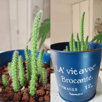 ヒモサボテンの投稿画像一覧 Greensnap グリーンスナップ