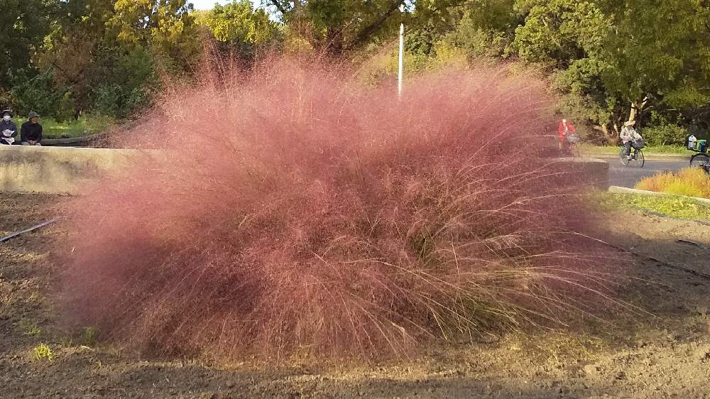 ミューレンベルギア カピラリスの投稿画像 By こうちゃんさん 月10月26日 Greensnap グリーンスナップ