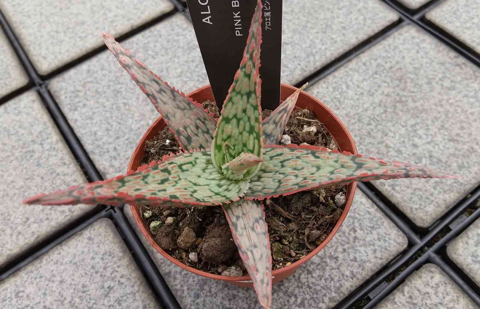 1603701203833_712386_20201026_