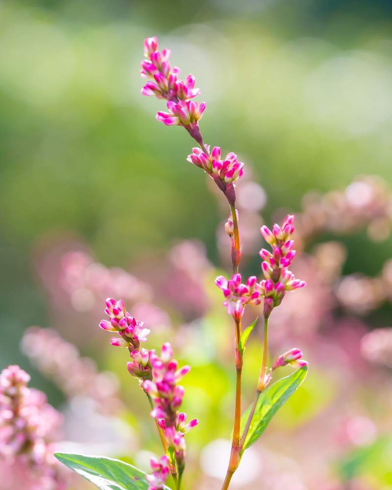 アイの投稿画像 By ノキさん 蓼藍 タデアイ とアイタデとマクロレンズとピンクの花 と野草とお写ん歩と公園とgs映えときれいとマクロ撮影とタデ科としべ好きときれいな色と雑草とミラーレス一眼と可愛いと小さな花とかわいいな と小花好きと背景ボケ 月10月26日