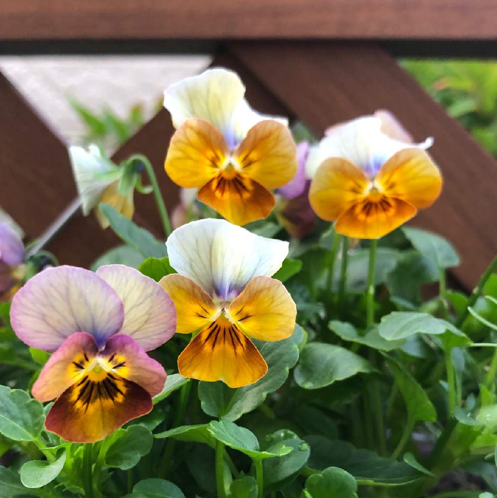 半日陰の庭の投稿画像 By Mori Kotoriさん ビオラテラコッタコリーナとおうち園芸とガーデニング初心者と花のある暮らしとビオラ パンジー 月10月26日 Greensnap グリーンスナップ