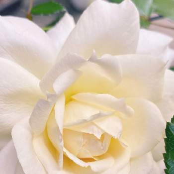 チャイコフスキーの画像 by なおさん | 小さな庭とチャイコフスキーと植物愛がとまらないとよろしくお願いしますとばら バラ 薔薇と白いバラとマイガーデンと大好きとおうち園芸と植中毒とチャイコフスキー♡と可愛いと月曜日にはバラをとガーデニングとバラが好きと花のある暮らしと白い花とバラ・ミニバラとバラを楽しむ